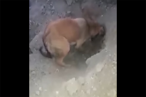  فيديو.. عراقيون يساعدون كلبة طمر التراب صغارها 